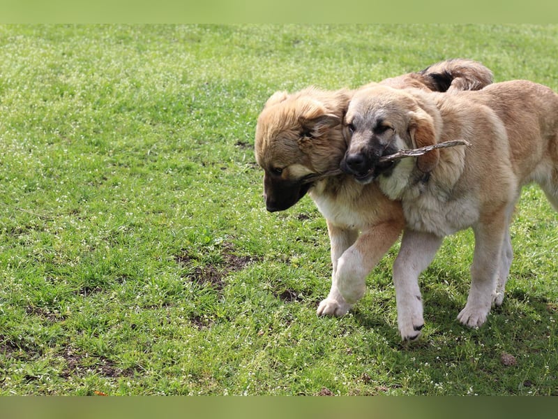 Knuffige Arika sucht ihre eigene Familie