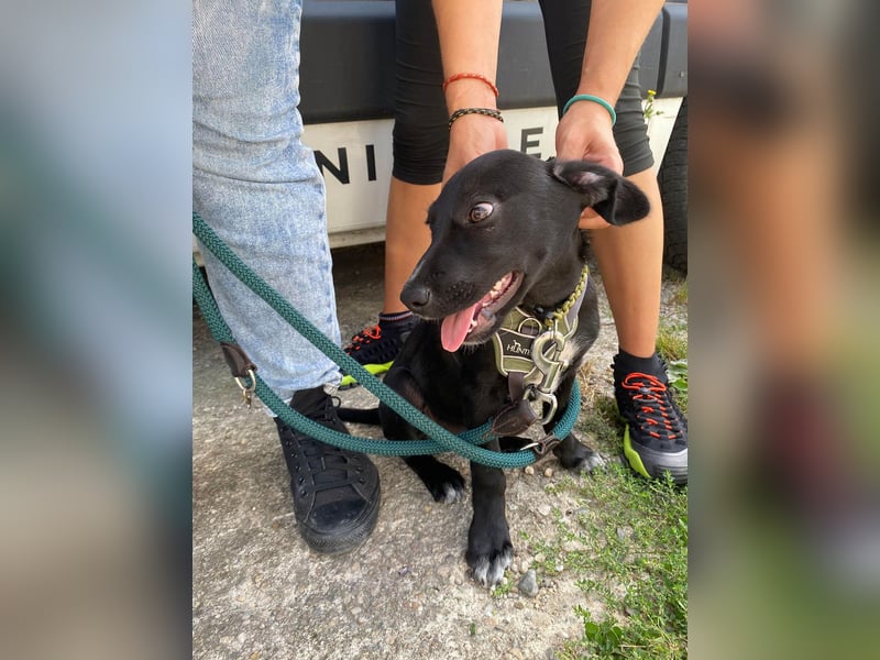 Süßer Paddy sucht seine Familie