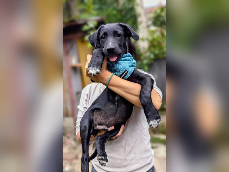 Süßer Paddy sucht seine Familie