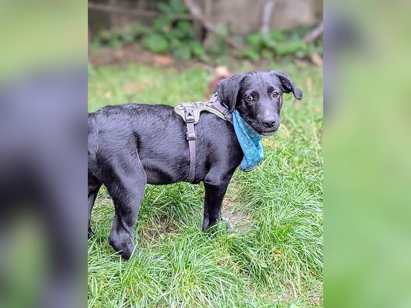 Süßer Paddy sucht seine Familie