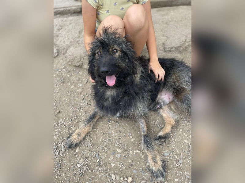 Wuscheliger Grey sucht seine Familie