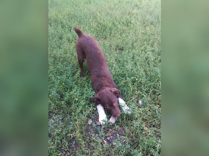 Süße Roua sucht ein Zuhause