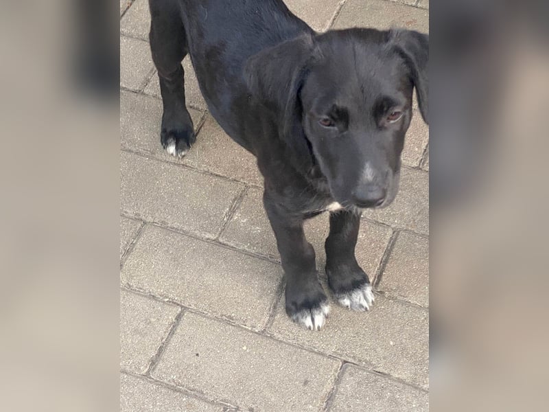 Süßer Paddy sucht seine Familie