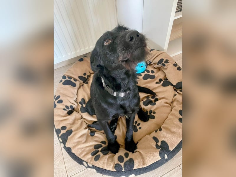 Verschmuster Korn sucht liebe Familie