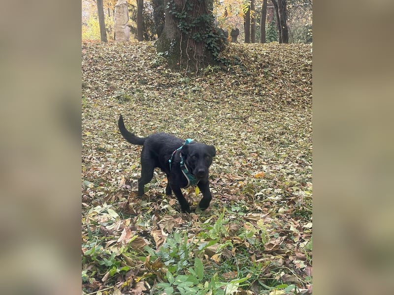 Verschmuster Korn sucht liebe Familie