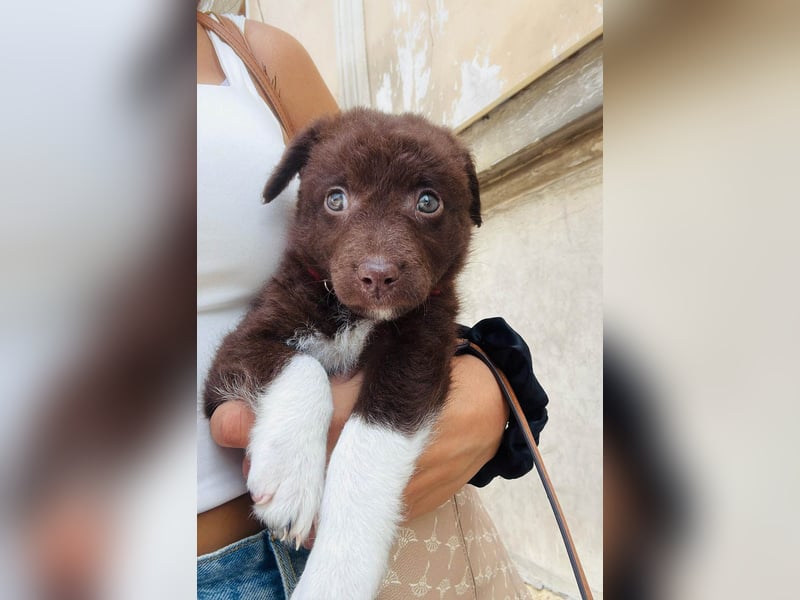 Süße Roua sucht ein Zuhause