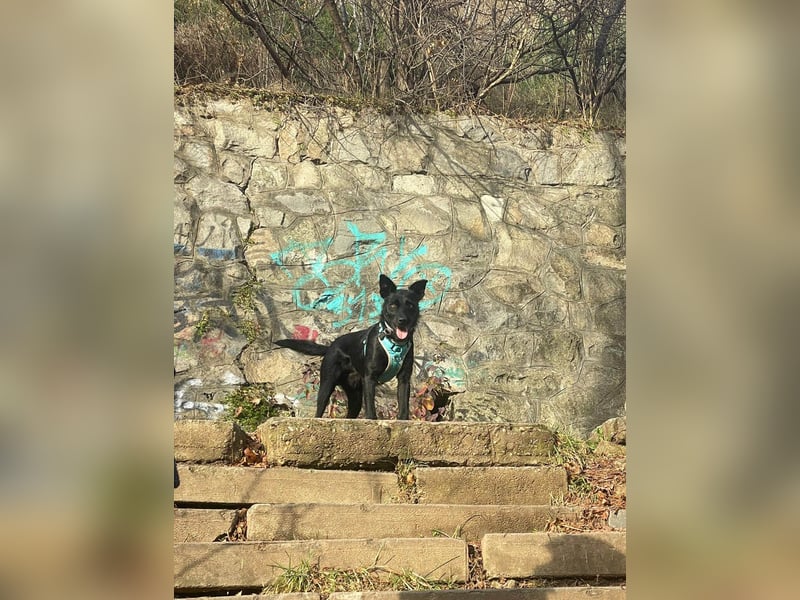 Verschmuster Korn sucht liebe Familie