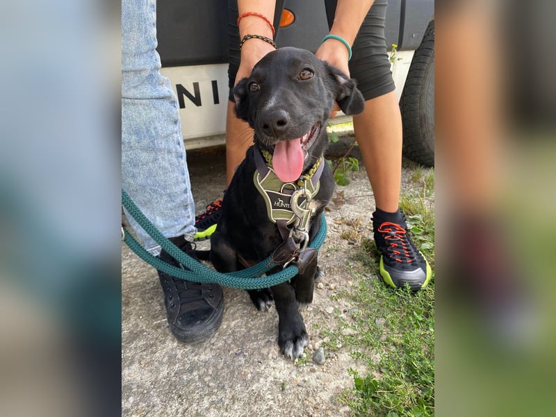 Süßer Paddy sucht seine Familie