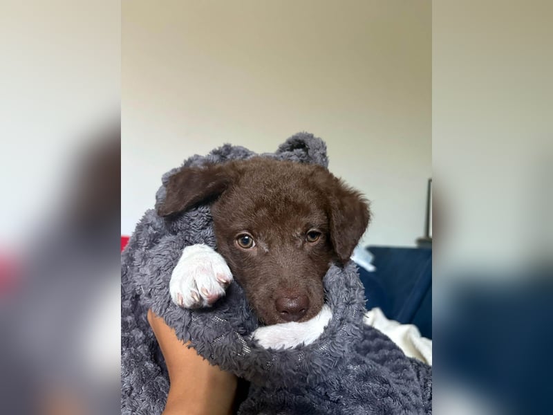 Süße Roua sucht ein Zuhause