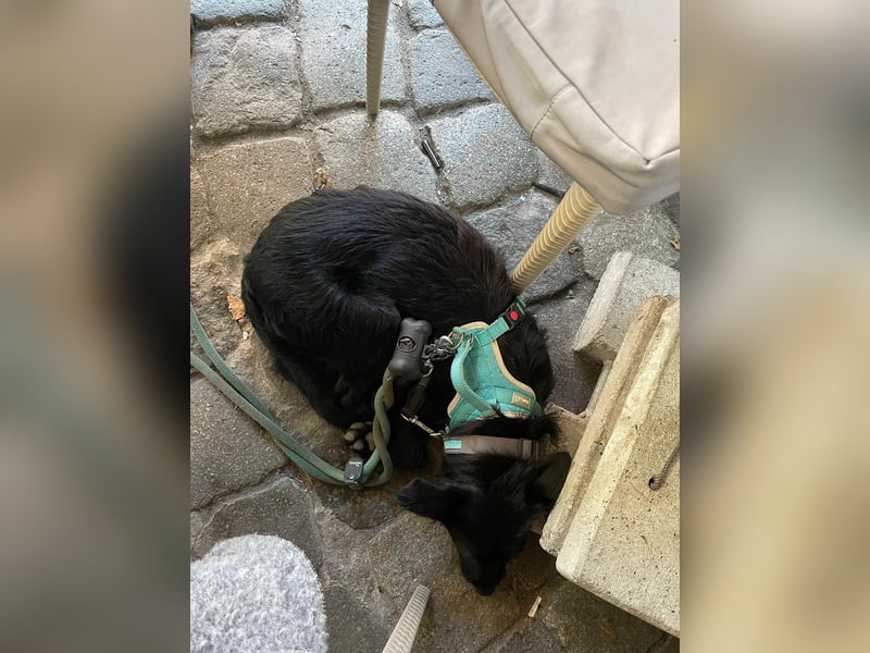 Verschmuster Korn sucht liebe Familie