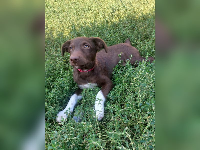 Süße Roua sucht ein Zuhause