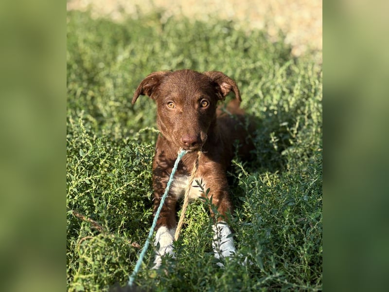 Süße Roua sucht ein Zuhause