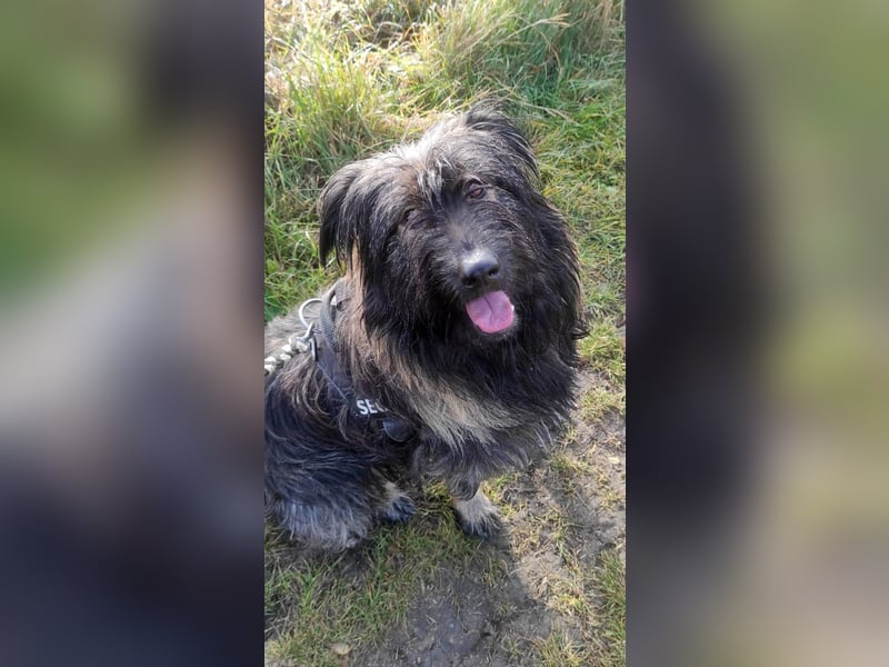 Wuscheliger Grey sucht seine Familie