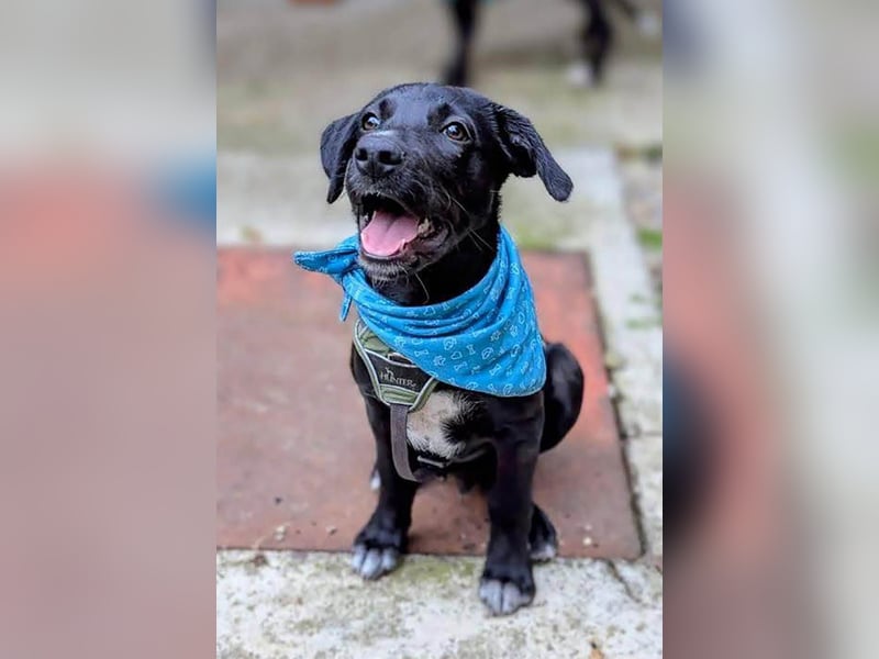 Süßer Paddy sucht seine Familie