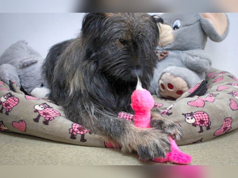 Wuscheliger Grey sucht seine Familie