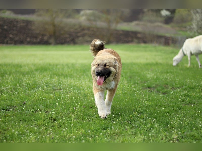 Knuffige Arika sucht ihre eigene Familie