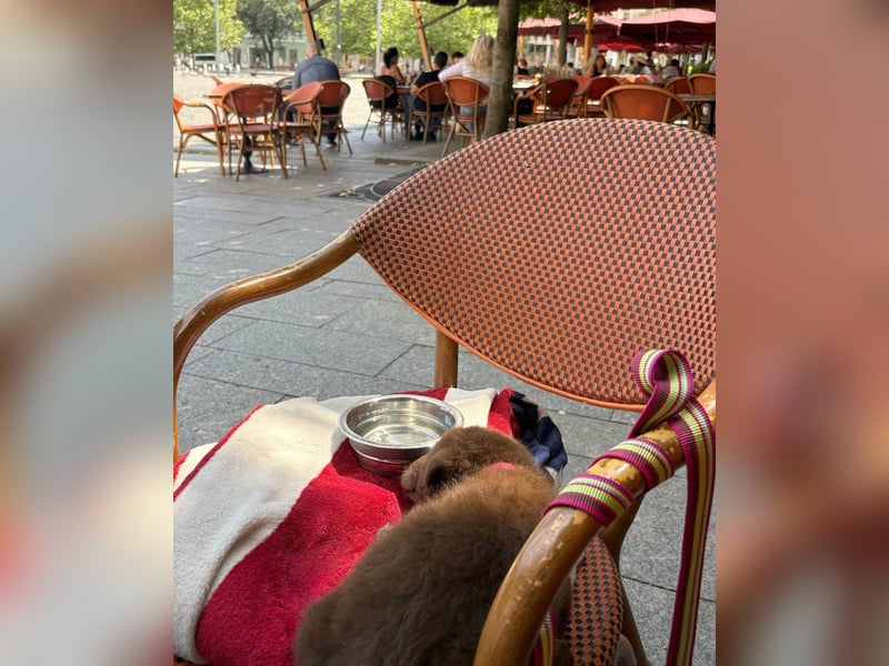 Süße Roua sucht ein Zuhause