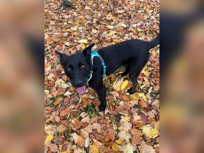 Verschmuster Korn sucht liebe Familie