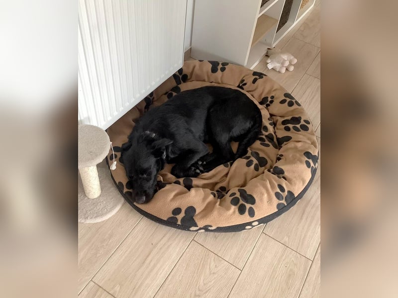 Verschmuster Korn sucht liebe Familie