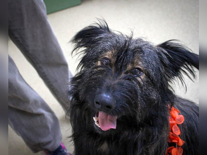 Wuscheliger Grey sucht seine Familie