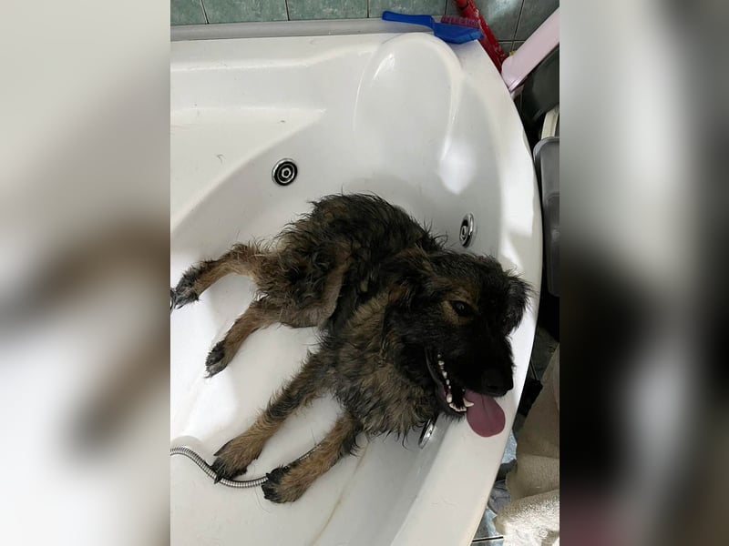 Wuscheliger Grey sucht seine Familie