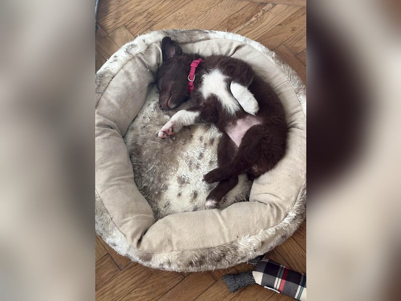 Süße Roua sucht ein Zuhause