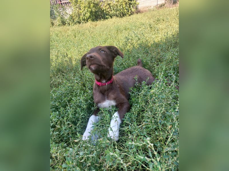 Süße Roua sucht ein Zuhause