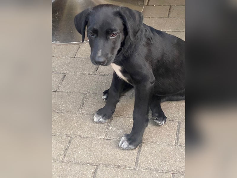 Süßer Paddy sucht seine Familie