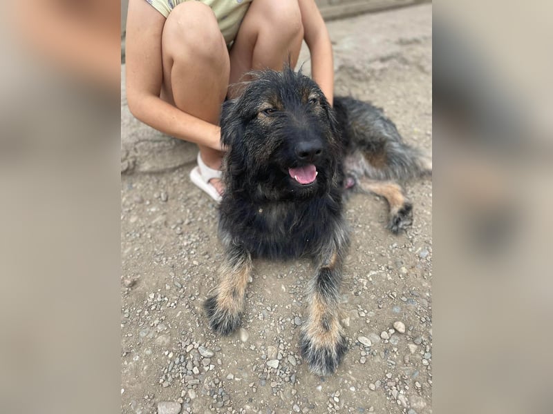 Wuscheliger Grey sucht seine Familie