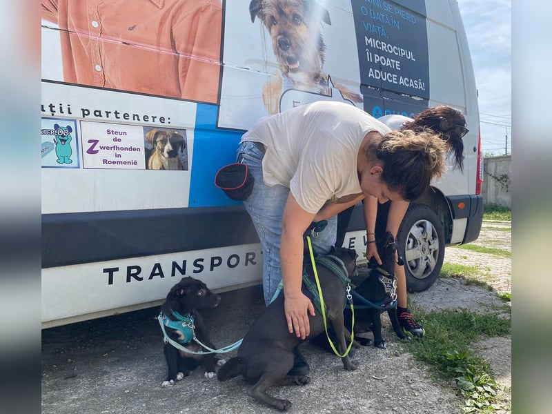 Süßer Paddy sucht seine Familie