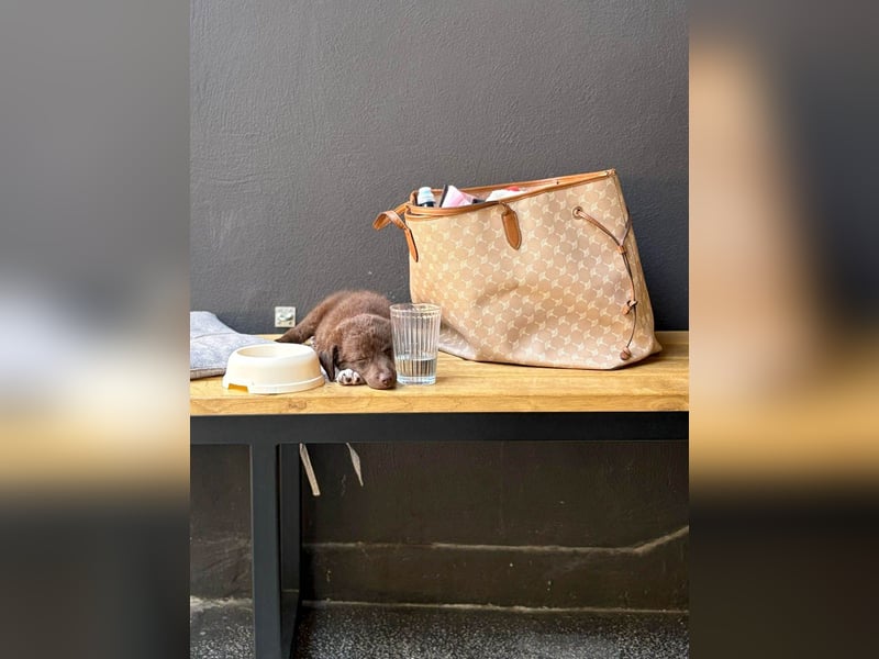 Süße Roua sucht ein Zuhause