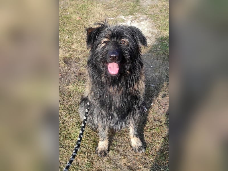 Wuscheliger Grey sucht seine Familie