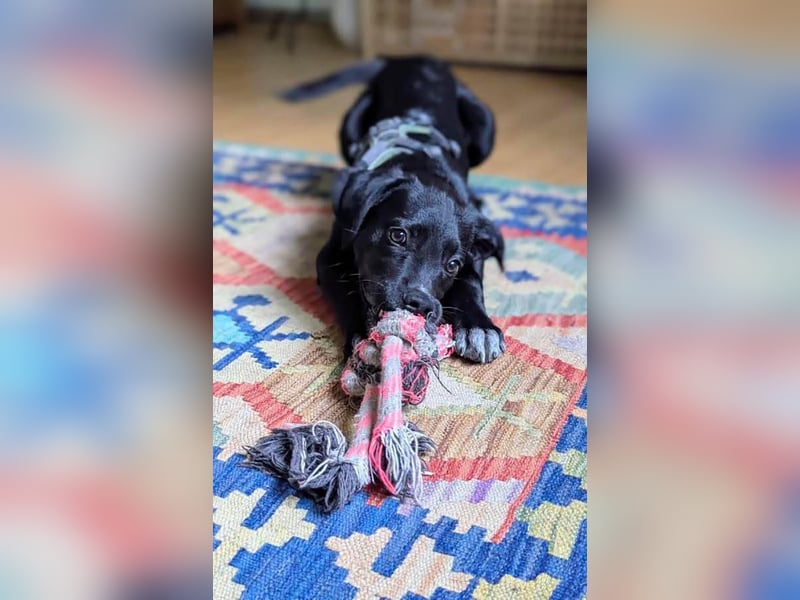 Süßer Paddy sucht seine Familie