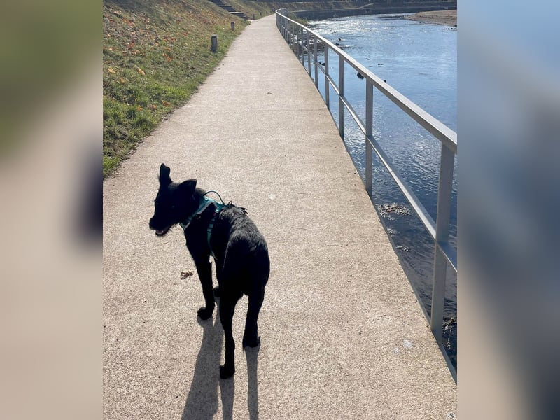 Verschmuster Korn sucht liebe Familie