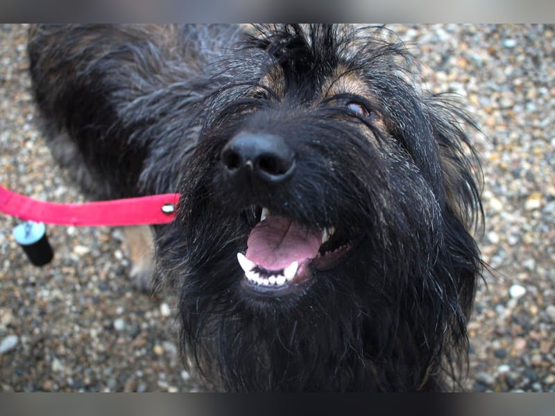 Wuscheliger Grey sucht seine Familie