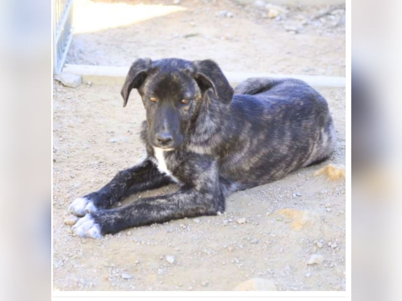 Quod - fröhliche Welpe wünscht sich ein richtiges Zuhause