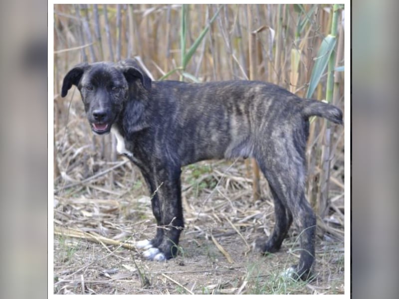 Quod - fröhliche Welpe wünscht sich ein richtiges Zuhause