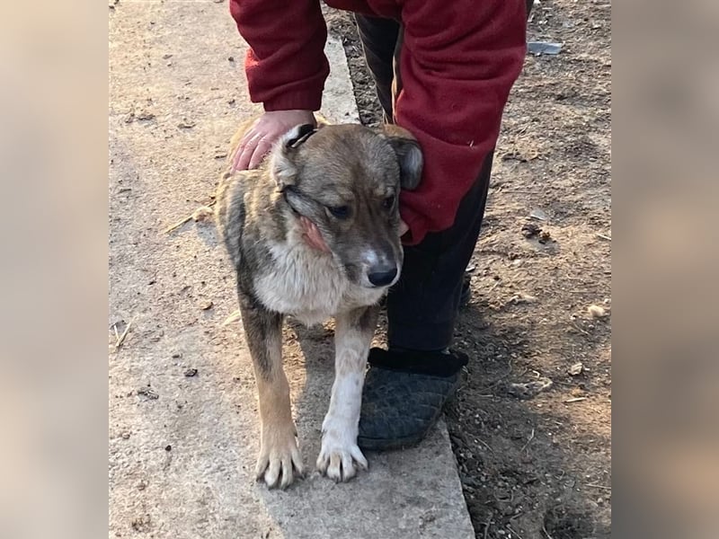 Martin – ein Bär“chen“ auf Familiensuche, 6 Monate alt Martin – ein Bär“chen“ auf Familiensuche, 6 Monate alt