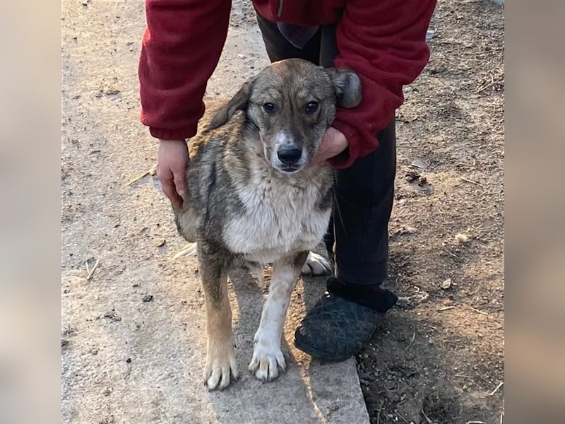 Martin – ein Bär“chen“ auf Familiensuche, 6 Monate alt Martin – ein Bär“chen“ auf Familiensuche, 6 Monate alt