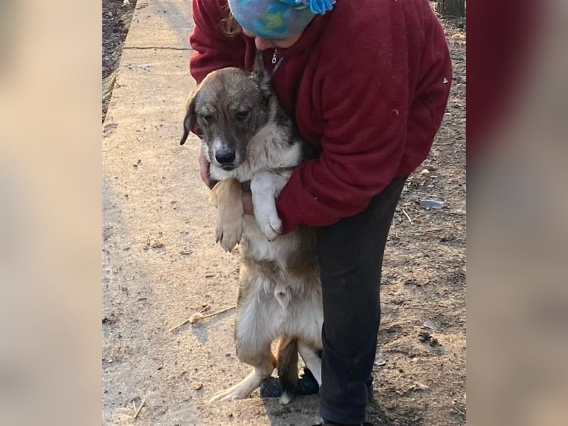 Martin – ein Bär“chen“ auf Familiensuche, 6 Monate alt Martin – ein Bär“chen“ auf Familiensuche, 6 Monate alt