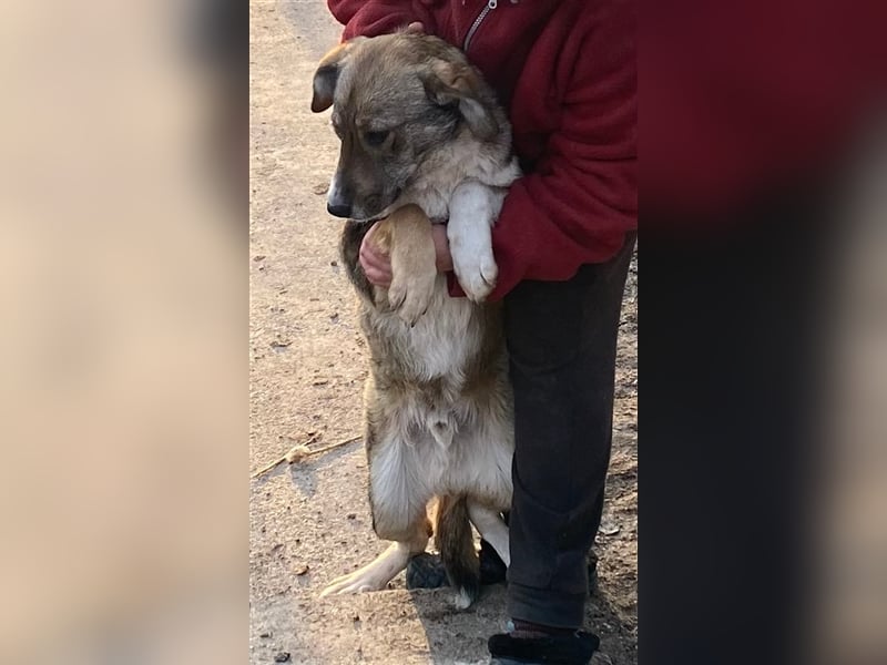 Martin – ein Bär“chen“ auf Familiensuche, 6 Monate alt Martin – ein Bär“chen“ auf Familiensuche, 6 Monate alt
