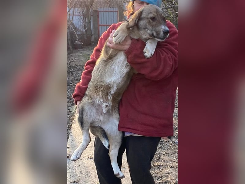 Martin – ein Bär“chen“ auf Familiensuche, 6 Monate alt Martin – ein Bär“chen“ auf Familiensuche, 6 Monate alt