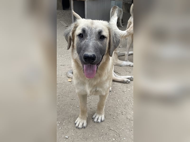 Klößchen, geb. ca. 03/2023, lebt in GRIECHENLAND, im städt. Tierheim Serres