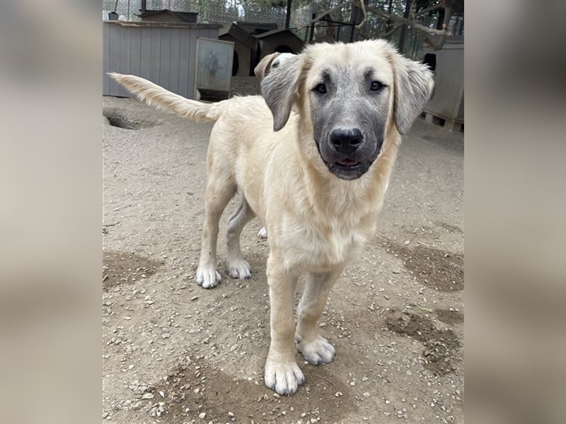 Klößchen, geb. ca. 03/2023, lebt in GRIECHENLAND, im städt. Tierheim Serres