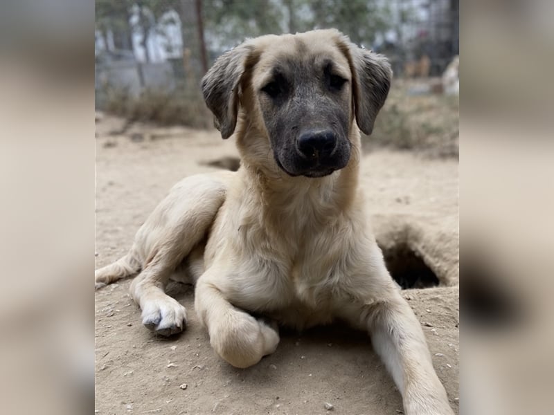 Klößchen, geb. ca. 03/2023, lebt in GRIECHENLAND, im städt. Tierheim Serres