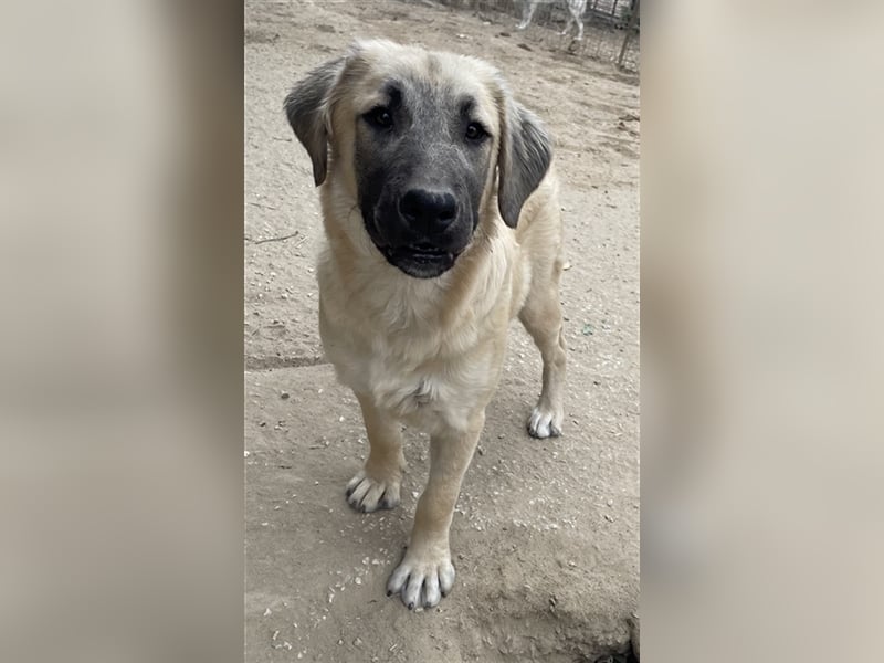 Klößchen, geb. ca. 03/2023, lebt in GRIECHENLAND, im städt. Tierheim Serres
