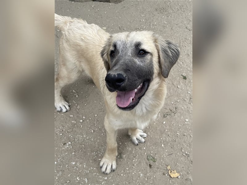 Klößchen, geb. ca. 03/2023, lebt in GRIECHENLAND, im städt. Tierheim Serres