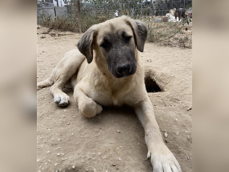 Klößchen, geb. ca. 03/2023, lebt in GRIECHENLAND, im städt. Tierheim Serres