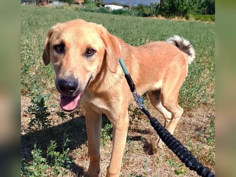 Petros, geb. ca. 12/2024, lebt in GRIECHENLAND, auf einer privaten Pflegestelle Petros, geb. ca. 12/2024, lebt in GRIECHENLAND, auf einer privaten Pflegestelle