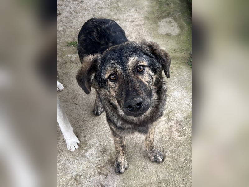 Nevik, geb. ca. 10/2024, lebt in GRIECHENLAND, auf einer privaten Pflegestelle